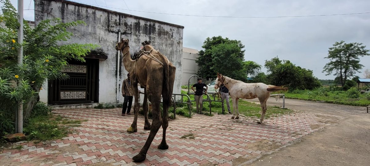surgical and medicinal treatment of camel at veterinary dispensary modasa