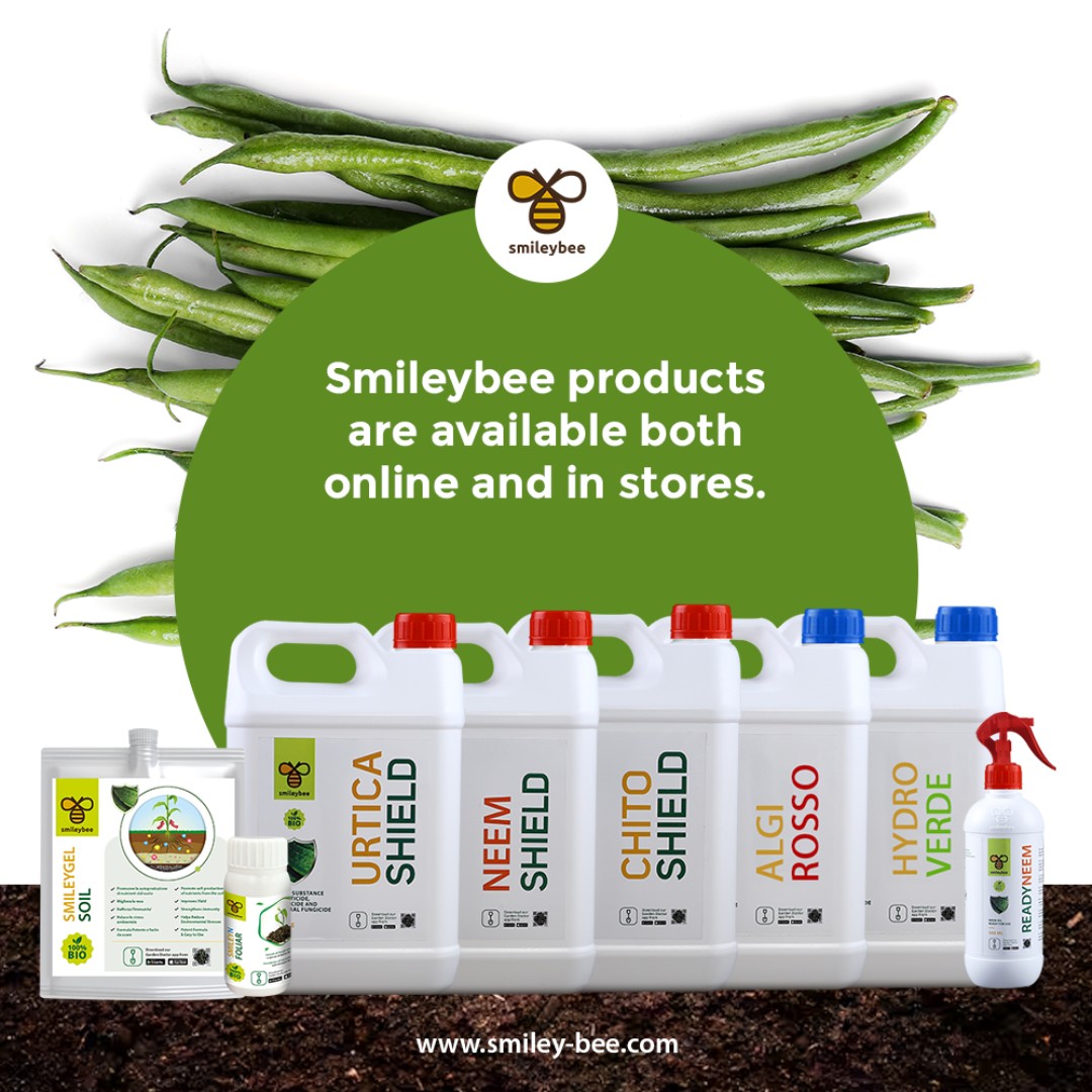 SmileyBeeLtd's tweet photo. Ready to grow green beans? Plant seeds 2-3 cm deep in warm, frost-free soil, keep it moist, and harvest regularly. Boost growth with Smileybee: Smileygel, Neemshield, Chitoshield, Hydroverde, Nutriverde, and Algirosso for healthy beans.
#Smileybee #GreenBeans https://t.co/9zfI2AOxc9