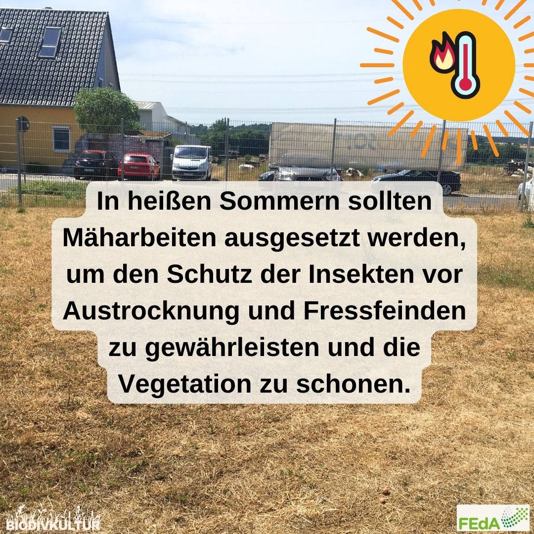 BioDivKultur (@biodivkultur) on Twitter photo Tipp 4️⃣ aus unserem Leitfaden lautet: Flexibilität in trockenen Hochsommern! Heißt konkret: Im Sommer flexibel reagieren und das Mähen auch mal auslassen. Sonst fehlt Insekten der Schutz vor Austrocknung und Fressfeinden. <a href="/FEdA_Biodiv/">FEdA | Biodiversität erforschen und erhalten</a> Tipp 4️⃣ aus unserem Leitfaden lautet: Flexibilität in trockenen Hochsommern! Heißt konkret: Im Sommer flexibel reagieren und das Mähen auch mal auslassen. Sonst fehlt Insekten der Schutz vor Austrocknung und Fressfeinden. <a href="/FEdA_Biodiv/">FEdA | Biodiversität erforschen und erhalten</a>