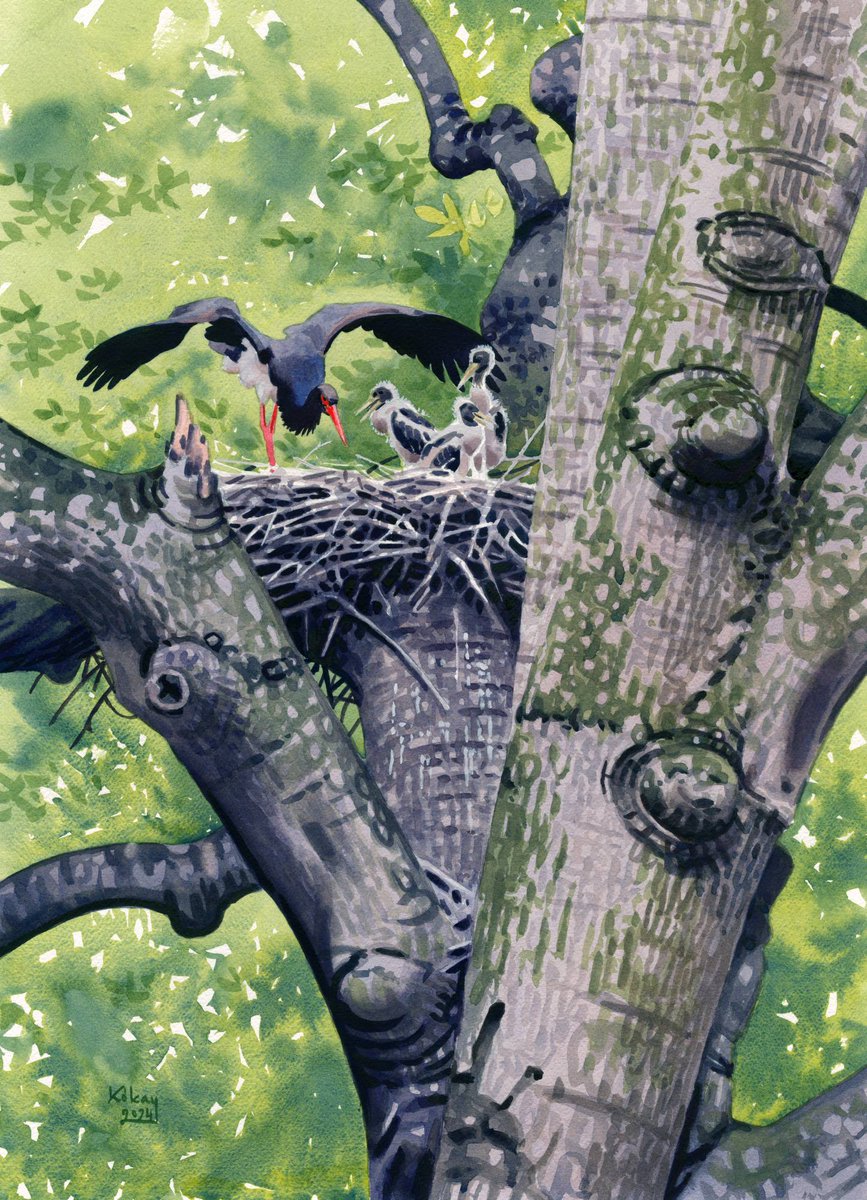 kokayart's tweet image. Black Stork family, watercolour on paper. I've seen this amazing nest in July in SW Hungary. It was on an old, huge Beech tree. The painting, the initial sketch, and the fieldsketch of the chicks.