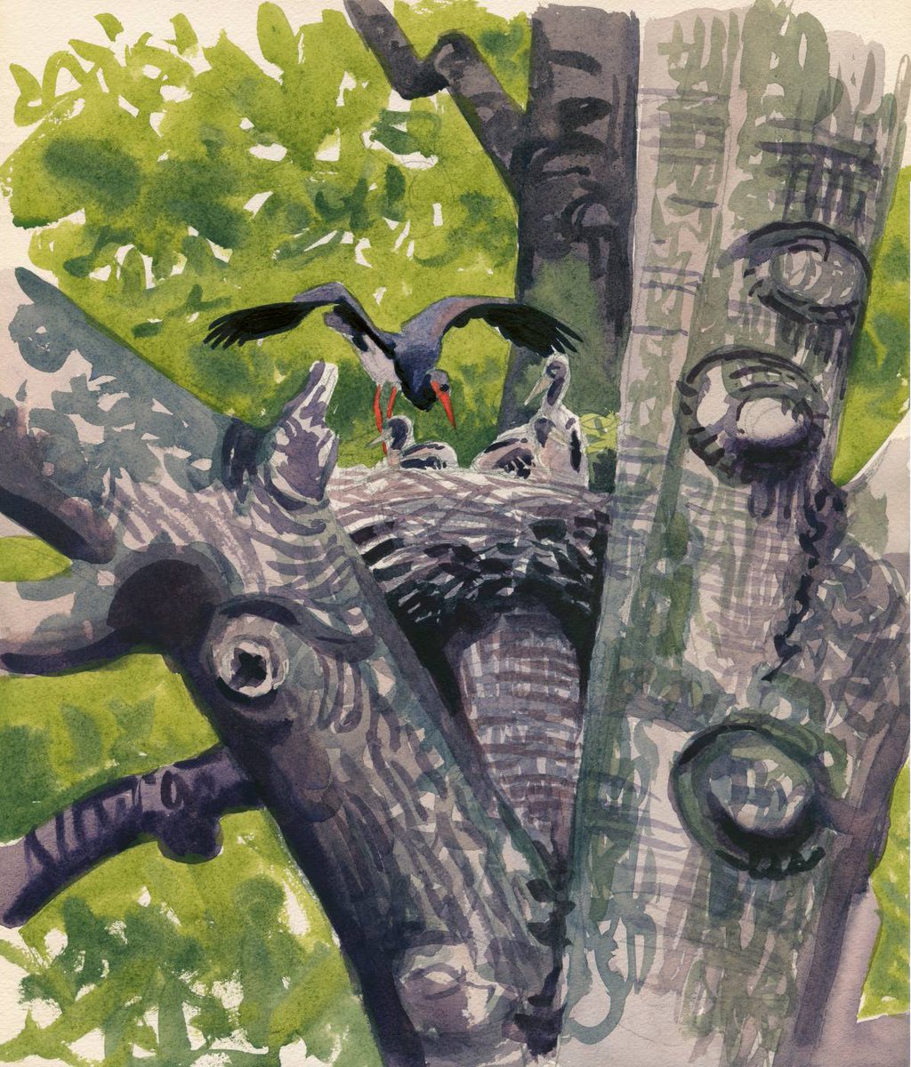 kokayart's tweet image. Black Stork family, watercolour on paper. I've seen this amazing nest in July in SW Hungary. It was on an old, huge Beech tree. The painting, the initial sketch, and the fieldsketch of the chicks.