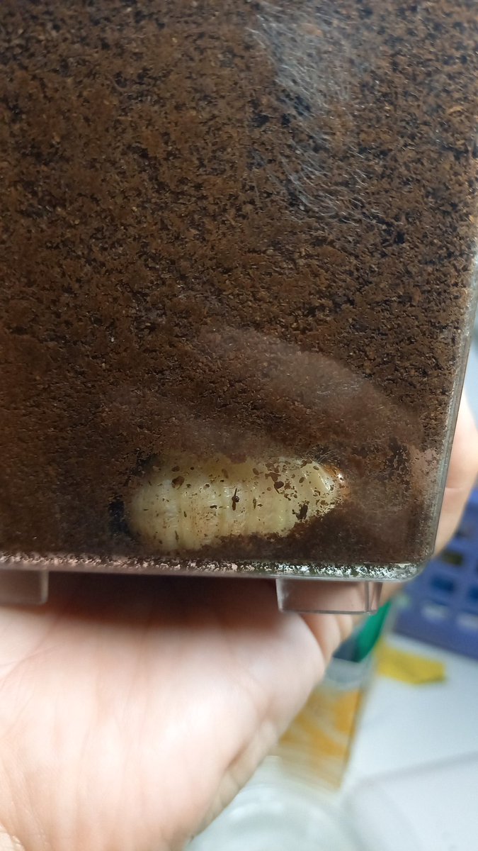 6/16投入
8月頭 あばれたのでマットへ
もう前蛹だよ。
こんなのすでに4匹いる