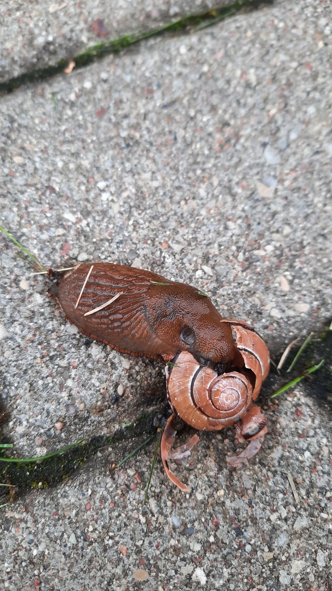 Migranti jau vairākus gadus arī Kolkā posta dārzus! 
Nu jau tas kļūst par baisu apdraudējumu!