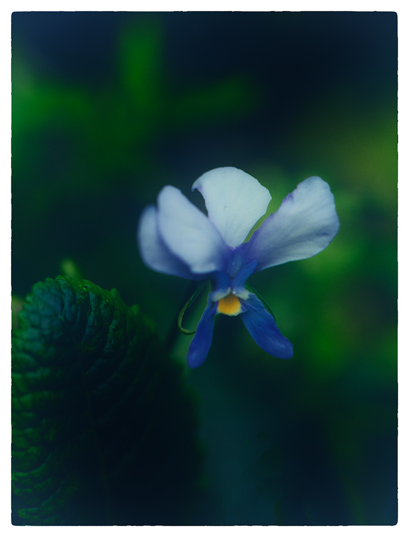 Sam_Alexandra23's tweet photo. Hi Gang!  Today let's share a #collection of images of the #SameSubject.  Here is my collection of #pansies taken just yesterday.  Share your collection and I'll retweet best. Have a safe and hydrated Thursday. #Photography #nature #Sameness https://t.co/nkrirmr74E