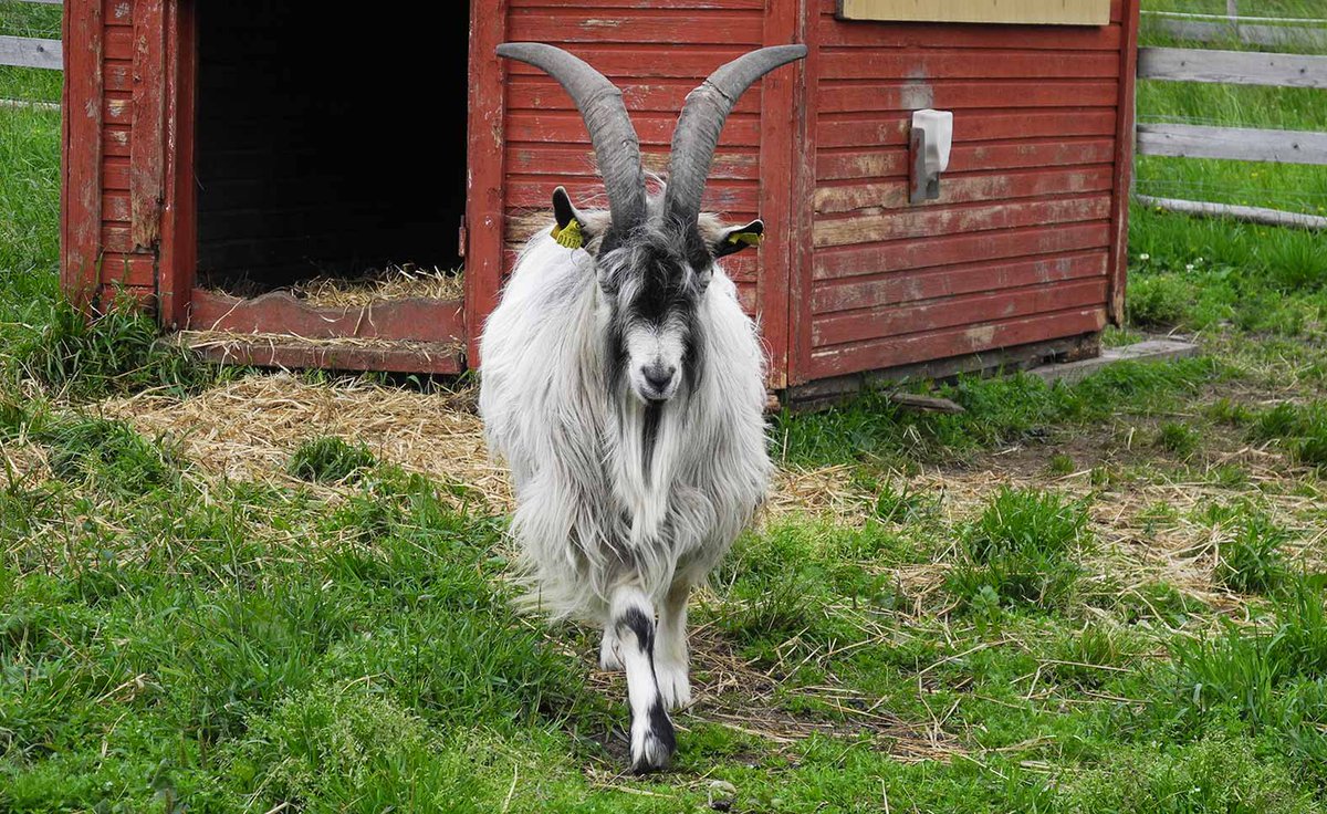 Afrikansk svinpest, bakterier i buffelmjölk och annorlunda virusutbrott bland getter. Ämnena varierar när det gäller SVA:s senaste forskningsresultat. Läs mer på vår webbplats.
sva.se/aktuellt/nyhet…