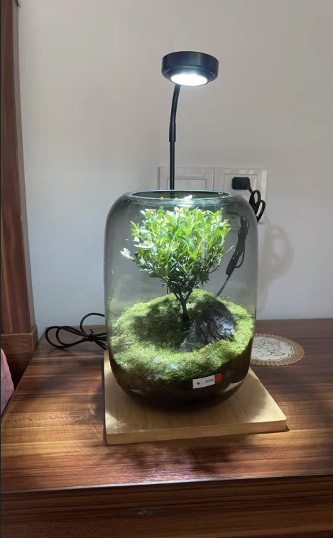 chaimakes's tweet image. My peaceful Terrarium\Ecoasis\Eco-bottle.