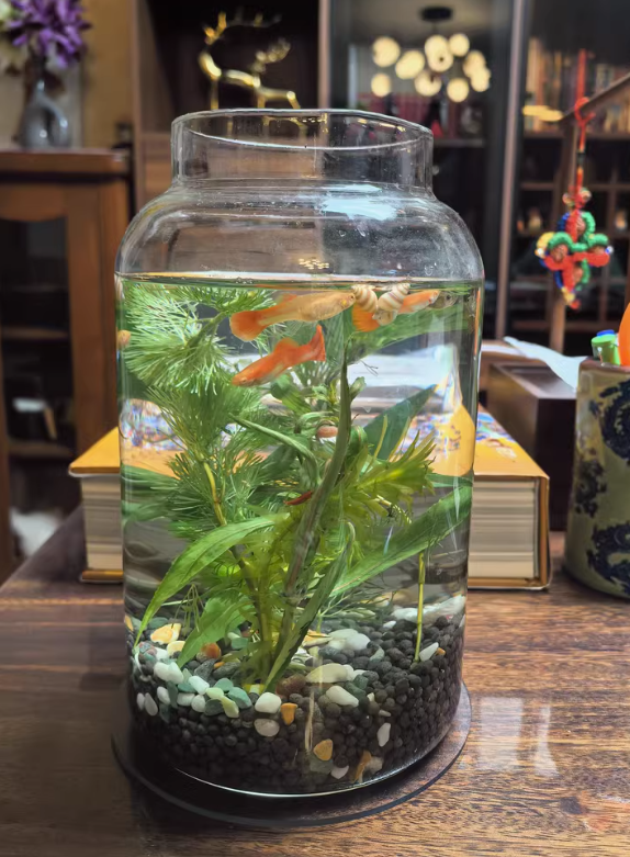 chaimakes's tweet image. My peaceful Terrarium\Ecoasis\Eco-bottle.