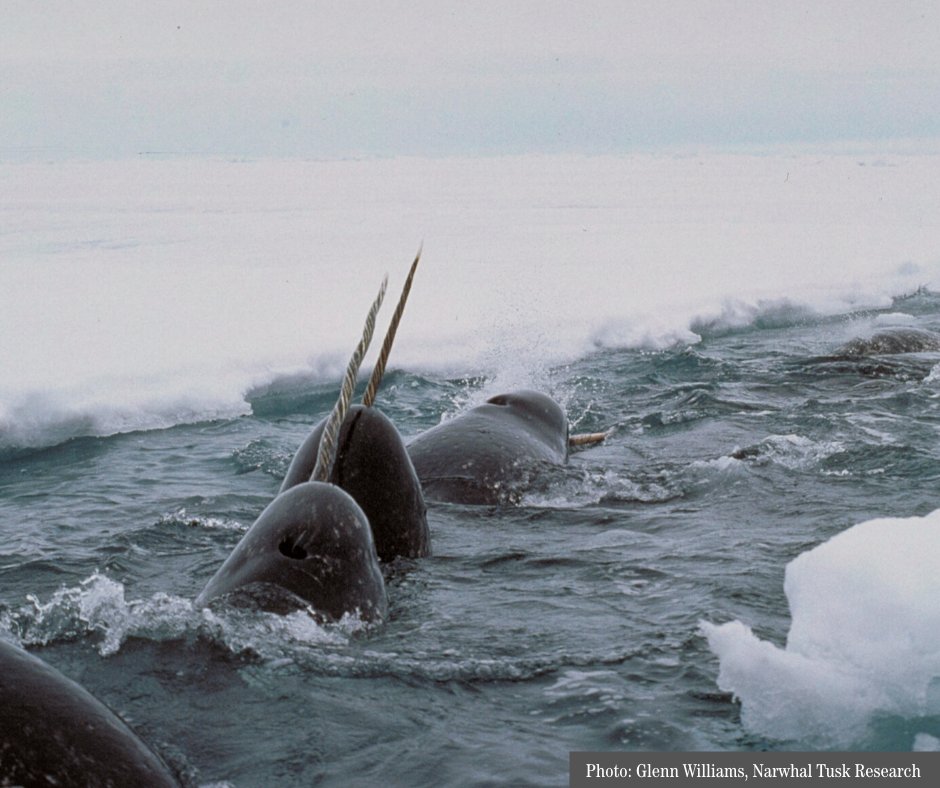 In a world where you can be anything, be a #narwhal. 

And come learn about narwhals at your #Museum! The last day to view the exhibit is Monday, September 2nd. #Halifax #NovaScotia