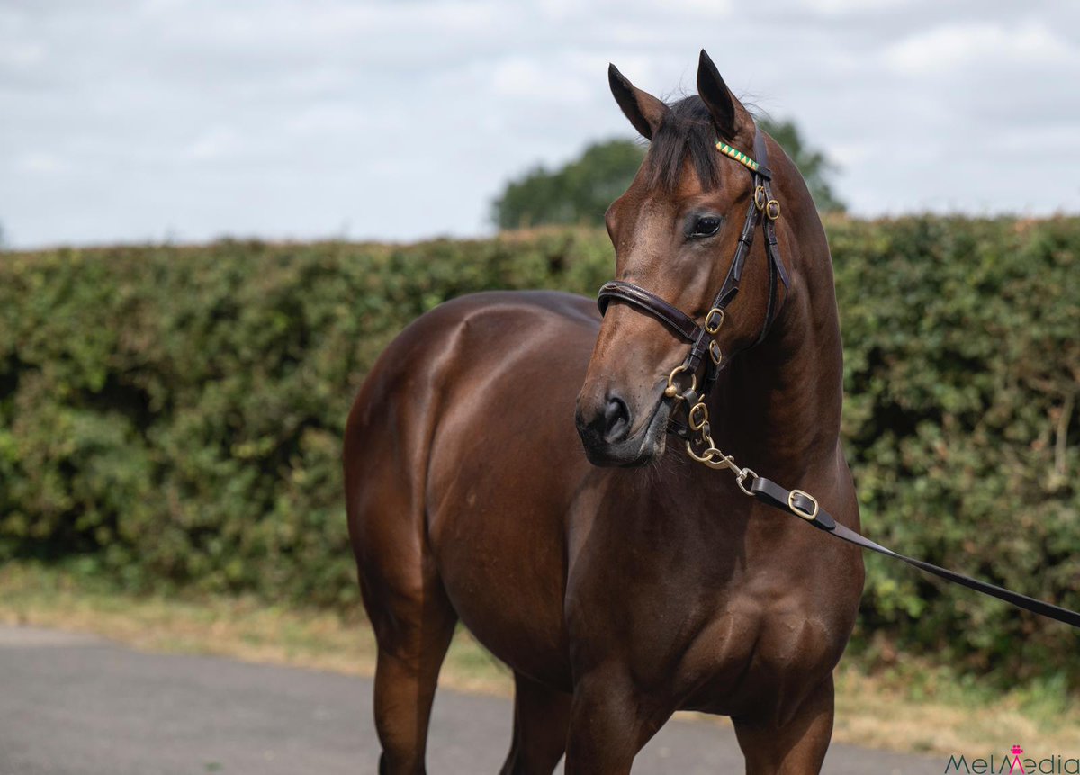 NatStudStallion's tweet photo. Looking at next year's Harry's Half Million winner (@yorkracecourse)? 💵💰

Our @goffsUK draft features yearlings by Havana Grey, Showcasing, Night Of Thunder, Churchill, Time Test, Sottsass &amp; Victor Ludorum 🐎

#NSconsignment #Goffs #donnyrockets🚀 https://t.co/JOXW3Q45MG