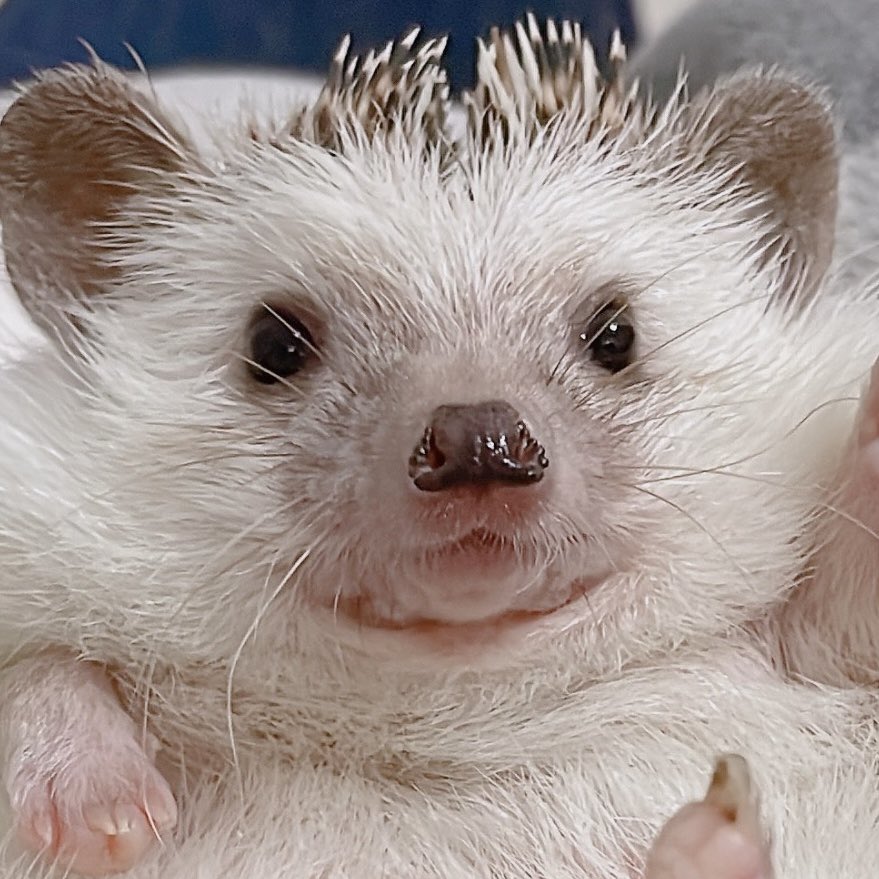 🦔