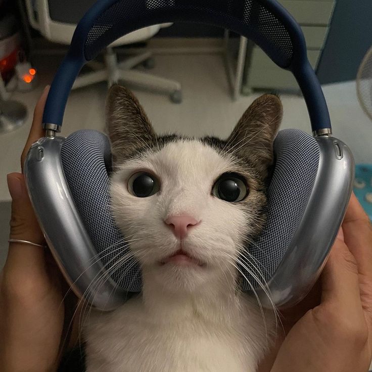 🚨 Dúvida séria! 

Qual o melhor álbum da Britney para ouvir lendo "A mulher em mim"? 👀