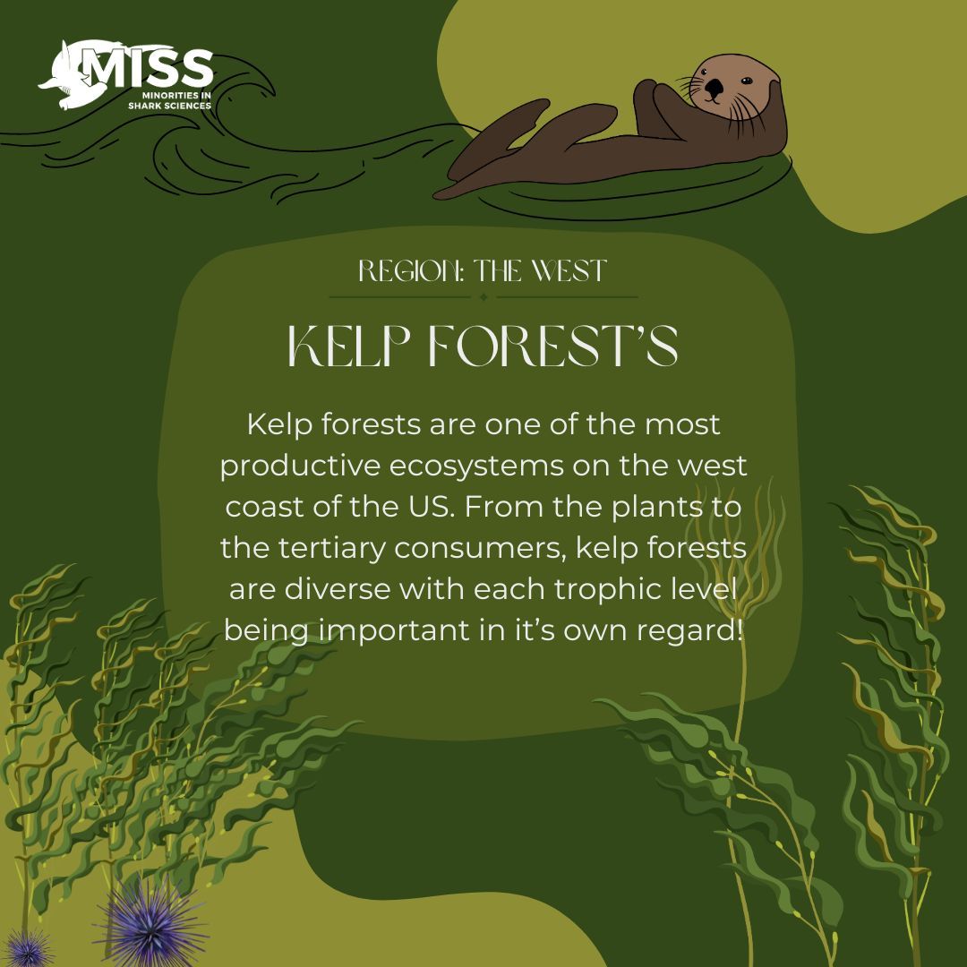 Introducing our first ecosystem that needs to be filled: Kelp Forests of the West! 🌊 

These underwater forests are simply magical. ✨  From the different types of kelp to the diversity of fish, having all levels of the trophic pyramid are important to its survival.