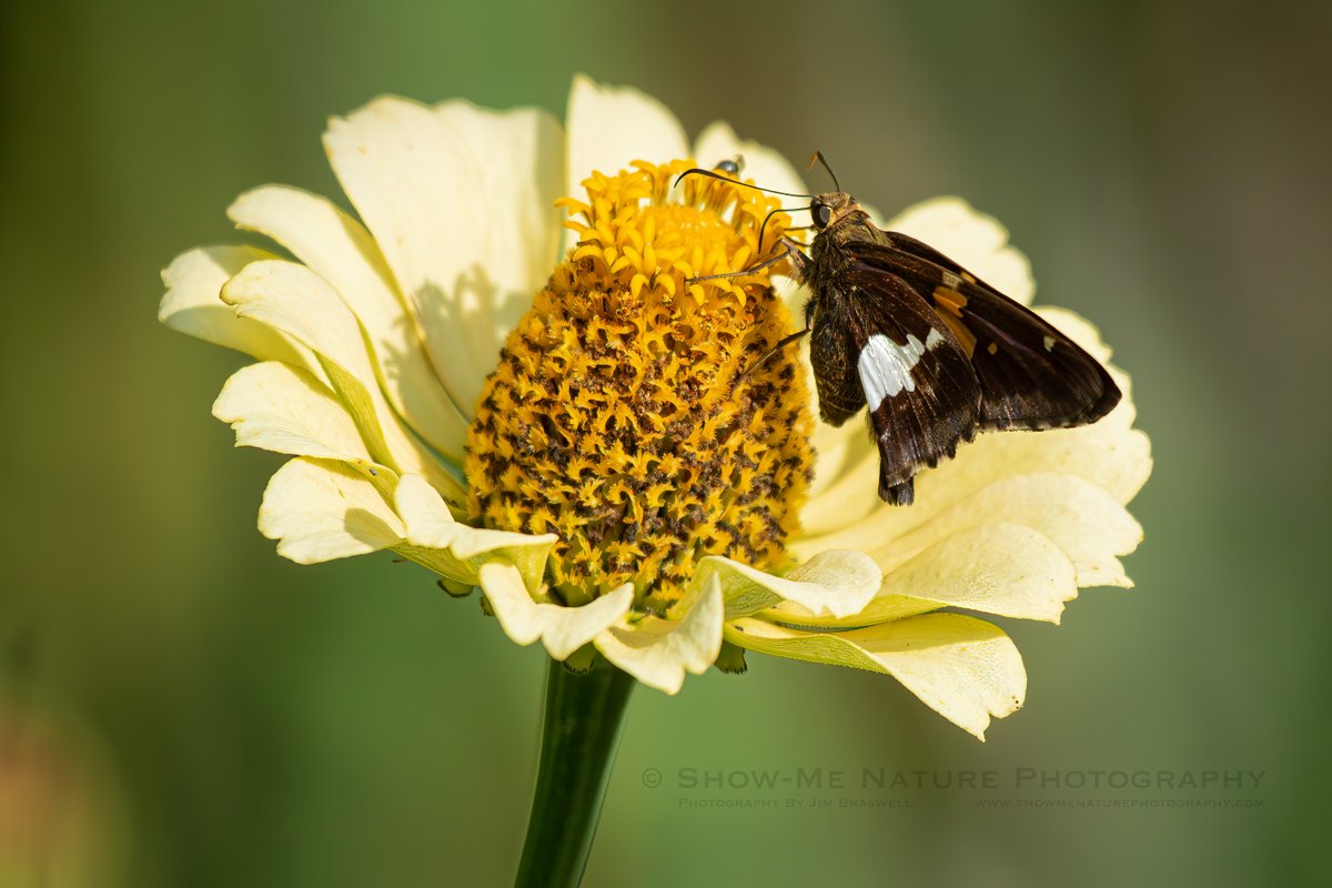 For Afternoon: "Hi-O Silver" tinyurl.com/56b3rhas #Missouri #butterfly #nature_photography