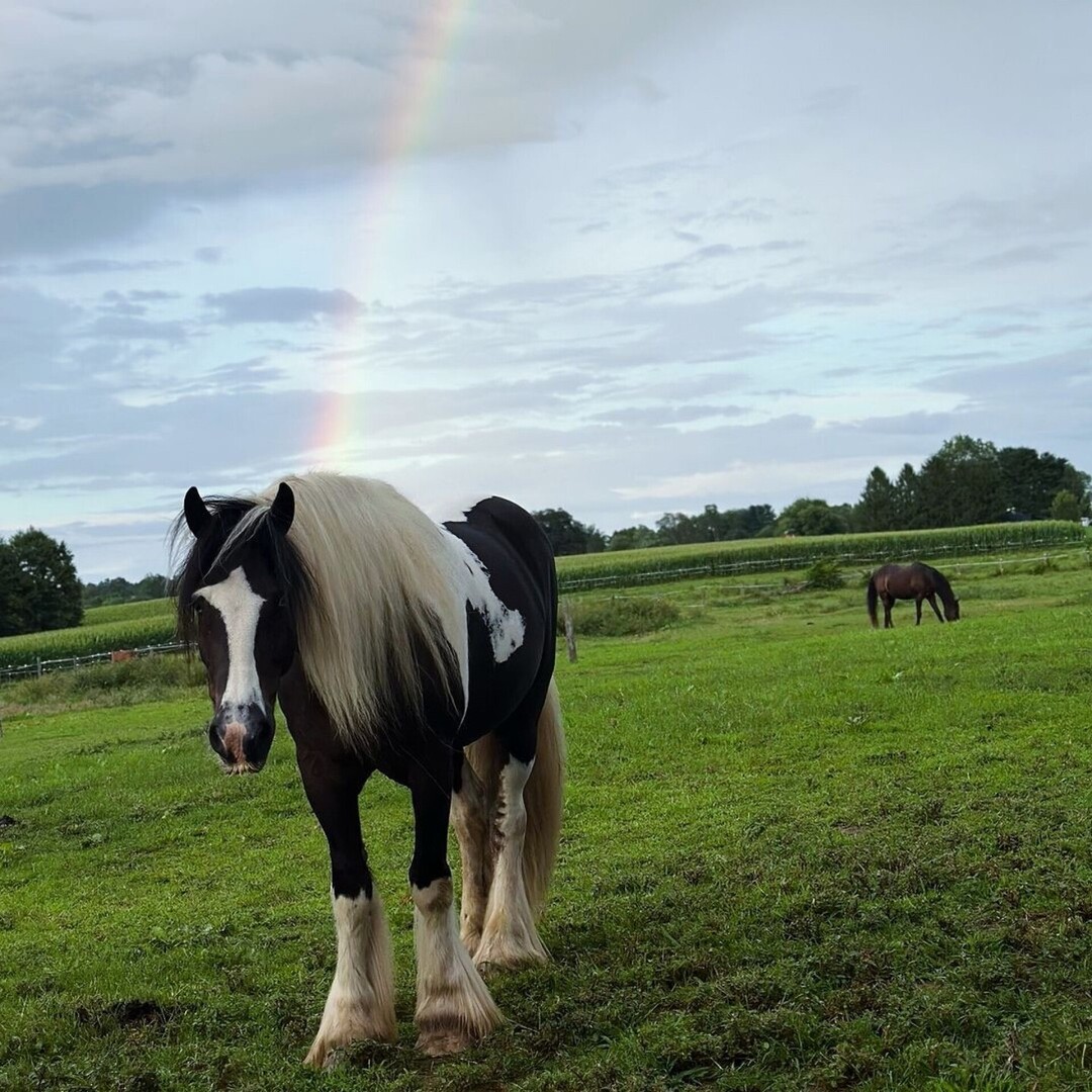 cowboymagic's tweet photo. Follow the rainbow!
Photo from @thefluffyeventer
•
"Pot of gold at the end of a rainbow 🌈 
👑
☁️"

#thefluffyeventer #kingarthur #gypsyvanner #gypsycob #gypsyhorse #gypsy #cob #vanner #tinker #irishcob #irishtinker #tinkerhorse #traditionalcob #registe… https://t.co/BBeKCILFgx https://t.co/EU2eswv3cm