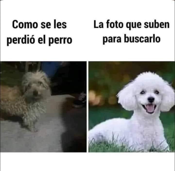 nacional_memes's tweet photo. 🐶 https://t.co/OPcJBn1yD2