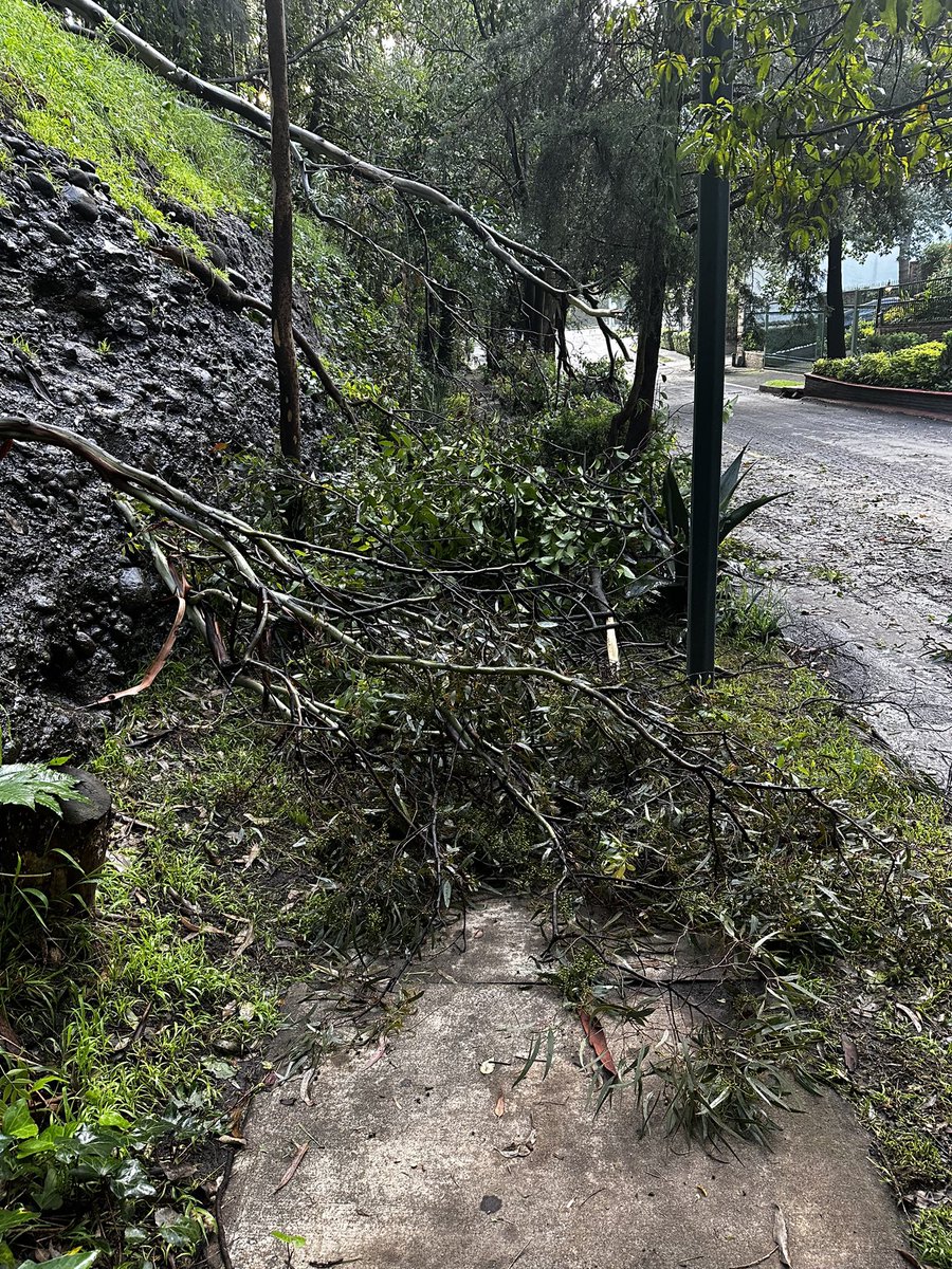 norsi10's tweet photo. @AlcaldiaMHmx, @OlaMHmx árboles desgajados en Bosque de Oyameles entre el 20 y 80 obstruyen la banqueta y parte de la calle. Favor de retirarlos. https://t.co/PJEvzj4E0c