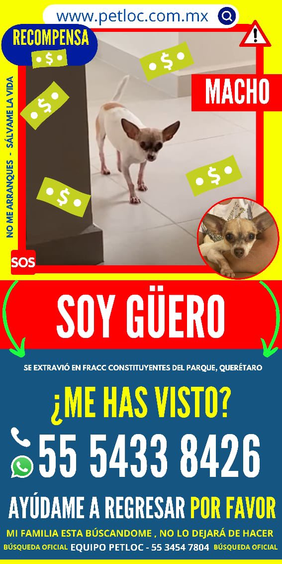 Cesito79's tweet photo. *QUERETARO POR FAVOR AYÚDAME* 

Hace unos días me arrancaron un pedazo de alma al llevarse a mi güero de su casa, de su patio, te lo pido por amor y por piedad ayúdame a encontrar a mi güero… 
No vamos a desistir güero!

@DiarioQro @qroperros @PerrosQro @queretaro @noticiasdeqro https://t.co/MEZFmqmmF7