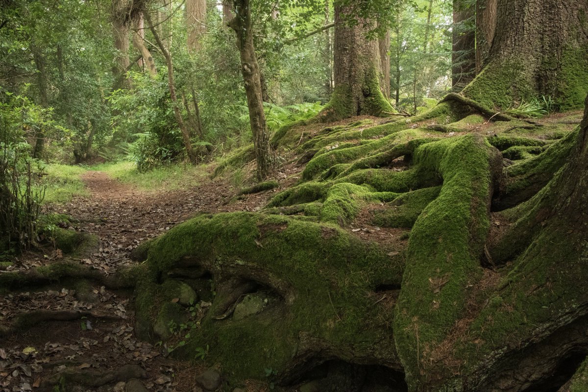 Glengarra Woods, Co. Tipperary in #Ireland 
Check out those roots...
#StormHour