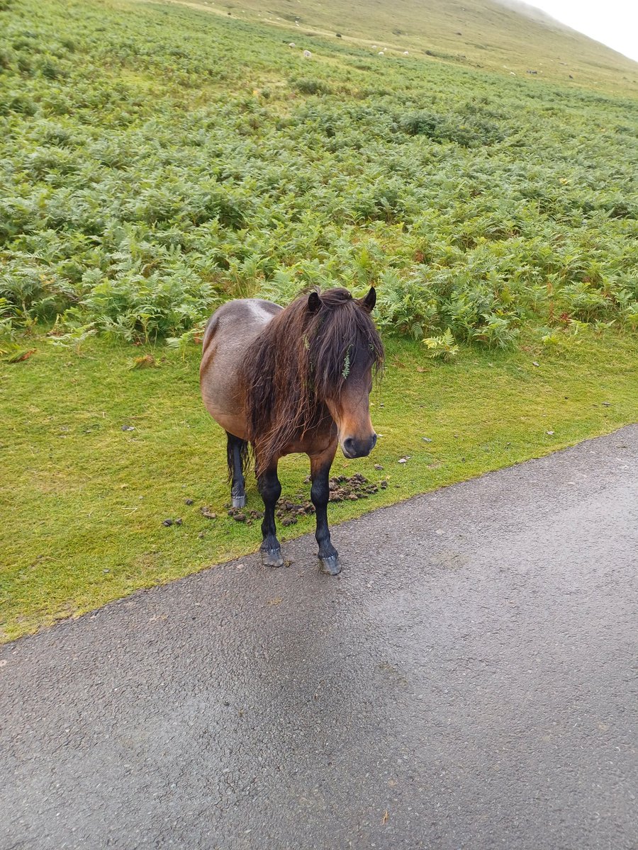 Andrew Bell (@andrewbell1970) on Twitter photo A 13 mill loop along the 🏴🏴 border to bag Chwarel y Fan at 680m & Black Mountain at 700m. Warm & sunny but with a nice breeze on top. Great views across the valley didn't see another person all day on the hill just the 🐴 & 🐏 <a href="/alex_staniforth/">Alex Staniforth</a> <a href="/MuirJonny/">Jonny Muir</a> <a href="/LDWA1/">The Long Distance Walkers Association</a> A 13 mill loop along the 🏴🏴 border to bag Chwarel y Fan at 680m & Black Mountain at 700m. Warm & sunny but with a nice breeze on top. Great views across the valley didn't see another person all day on the hill just the 🐴 & 🐏 <a href="/alex_staniforth/">Alex Staniforth</a> <a href="/MuirJonny/">Jonny Muir</a> <a href="/LDWA1/">The Long Distance Walkers Association</a>