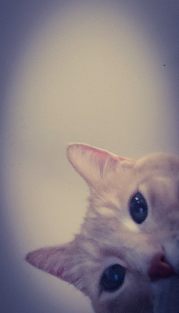 midwestlover_'s tweet photo. My ginger cat 🩷😺✨ #kitty https://t.co/4gLRJVo79w