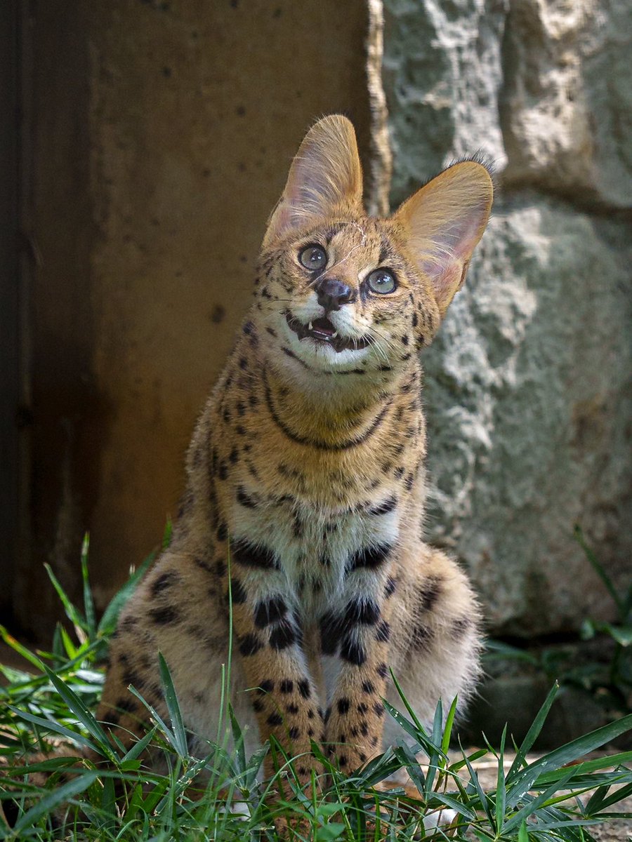 chawan_twitt's tweet photo. Mr.顔芸猫Jr

#多摩動物公園
#サーバル https://t.co/nGRQYU6fMT