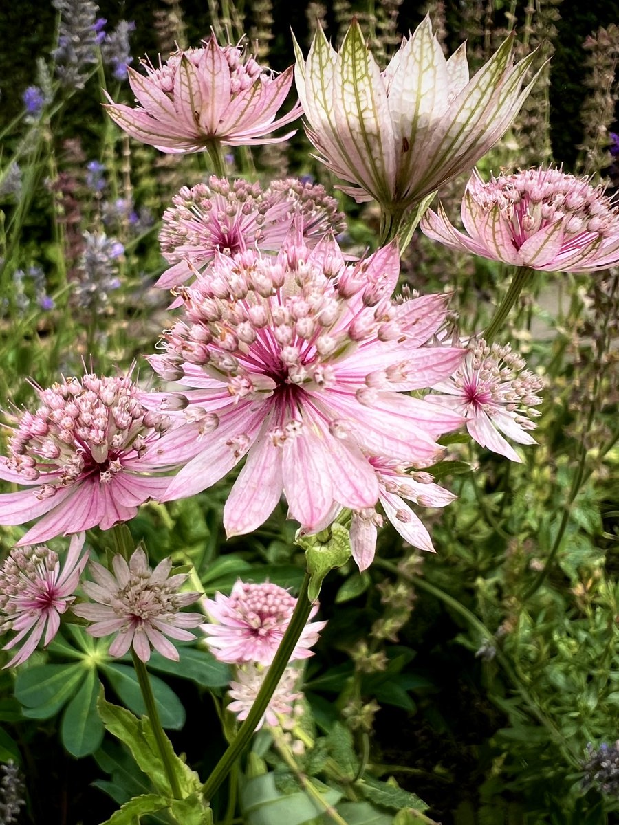 A bag of wild flower seeds cost me £1 earlier this year. Probably the best pound I have spent all year.