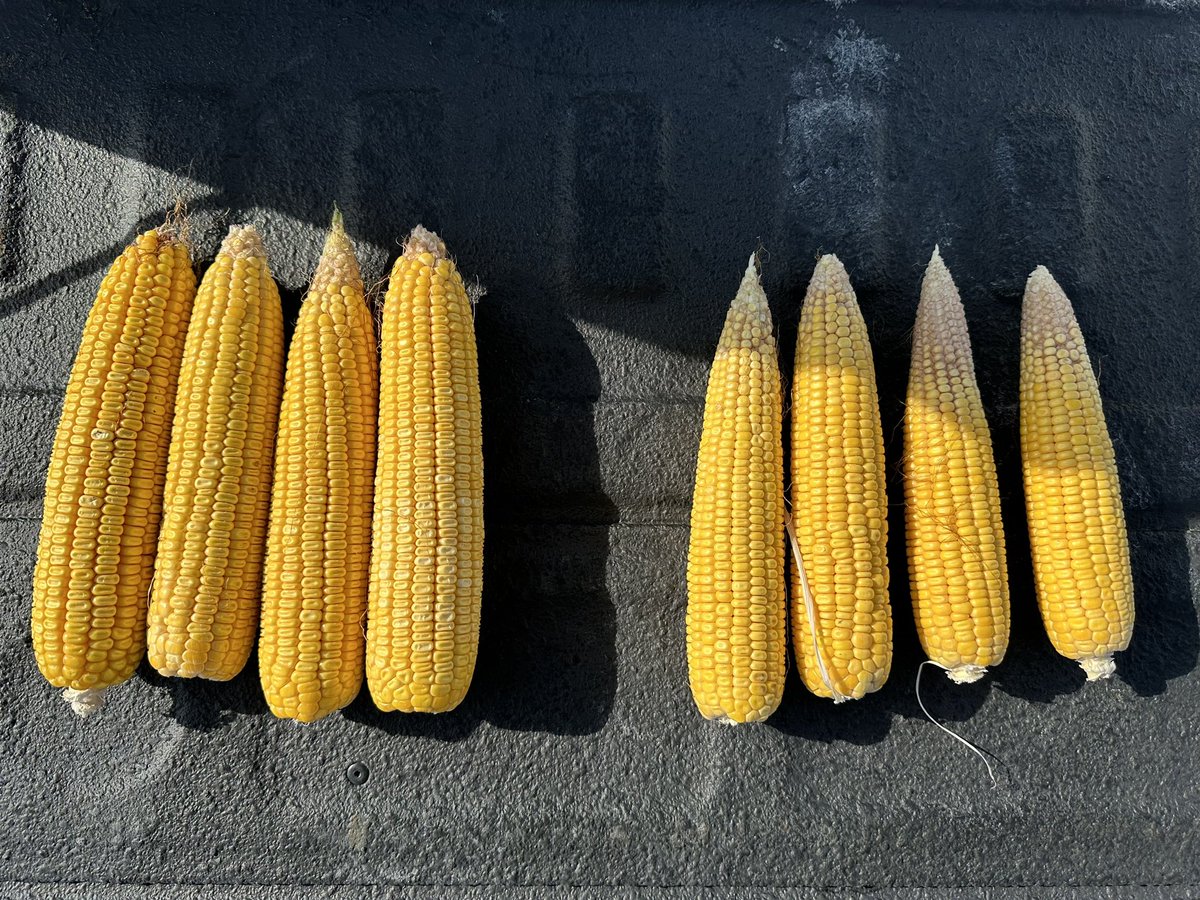 Which ears got nitrogen and which ones didn’t? Same field, different results. <a href="/RVCooperative/">River Valley Cooperative</a> #RVCcroptour24