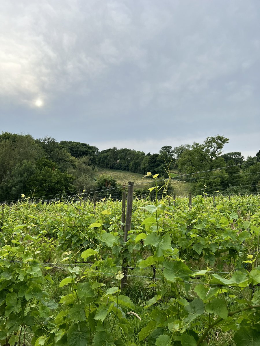 Barry Lewis (@cllrbarrylewis) on Twitter photo 🍇 We <a href="/AmberValleyWine/">Amber Valley Vineyards</a> are delighted to be the winner of the Made In Derbyshire category at the <a href="/CPREDerbyshire/">CPRE Derbyshire, the countryside charity</a> the countryside charity and DALC’s Living Countryside Awards! 🌿 Our approaches around regenerative viticulture to improve soil quality and biodiversity across our 🍇 We <a href="/AmberValleyWine/">Amber Valley Vineyards</a> are delighted to be the winner of the Made In Derbyshire category at the <a href="/CPREDerbyshire/">CPRE Derbyshire, the countryside charity</a> the countryside charity and DALC’s Living Countryside Awards! 🌿 Our approaches around regenerative viticulture to improve soil quality and biodiversity across our