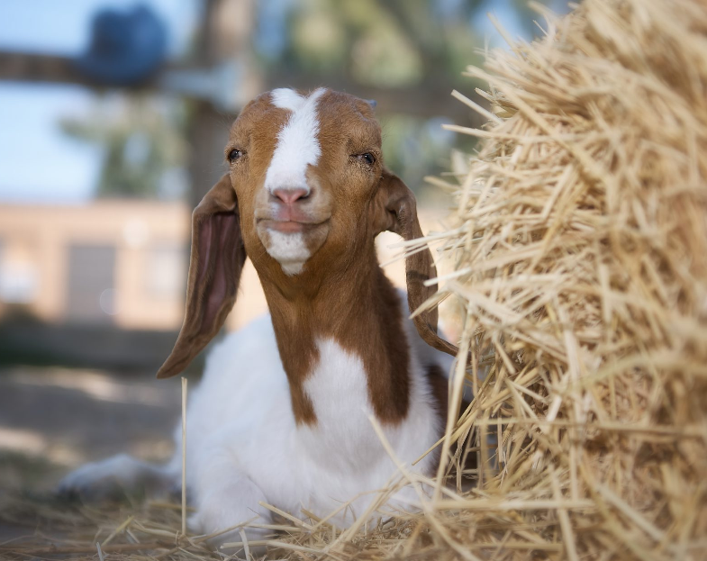 Kate Bosko tweet media