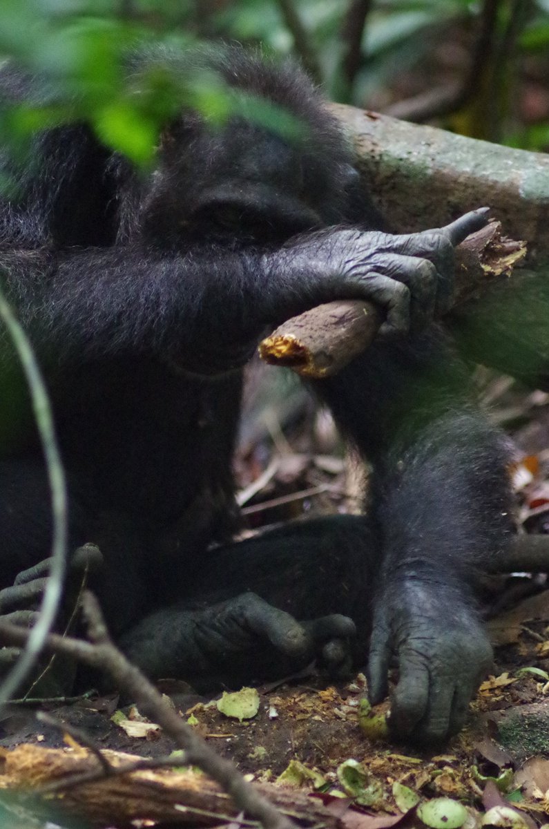 📢Funded PhD position: We are looking for a PhD candidate documenting cultural behaviour in 4 neighbouring communities of Taï chimpanzees and investigating the effects of illegal human activity on their cultures. Start between Oct 1 and Feb 1. Apply here:
emploi.cnrs.fr/Offres/Doctora…