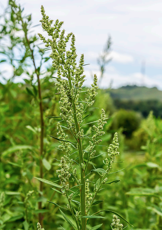 Sabies que el blet una "mala herba" que creis al escocells, parcs i jardins de les ciutats és la nostra quinoa ❓

Llegeix el reportatge a l'últim número d'Arrels. 
Trobes la revista aquí👇🏻

📚quiosc
📚<a href="/abacus_botigues/">Abacus Botigues</a> 
📚<a href="/bonpreuesclat/">Supermercats Bonpreu i Esclat</a> 
📚 acortar.link/rnFGvK
