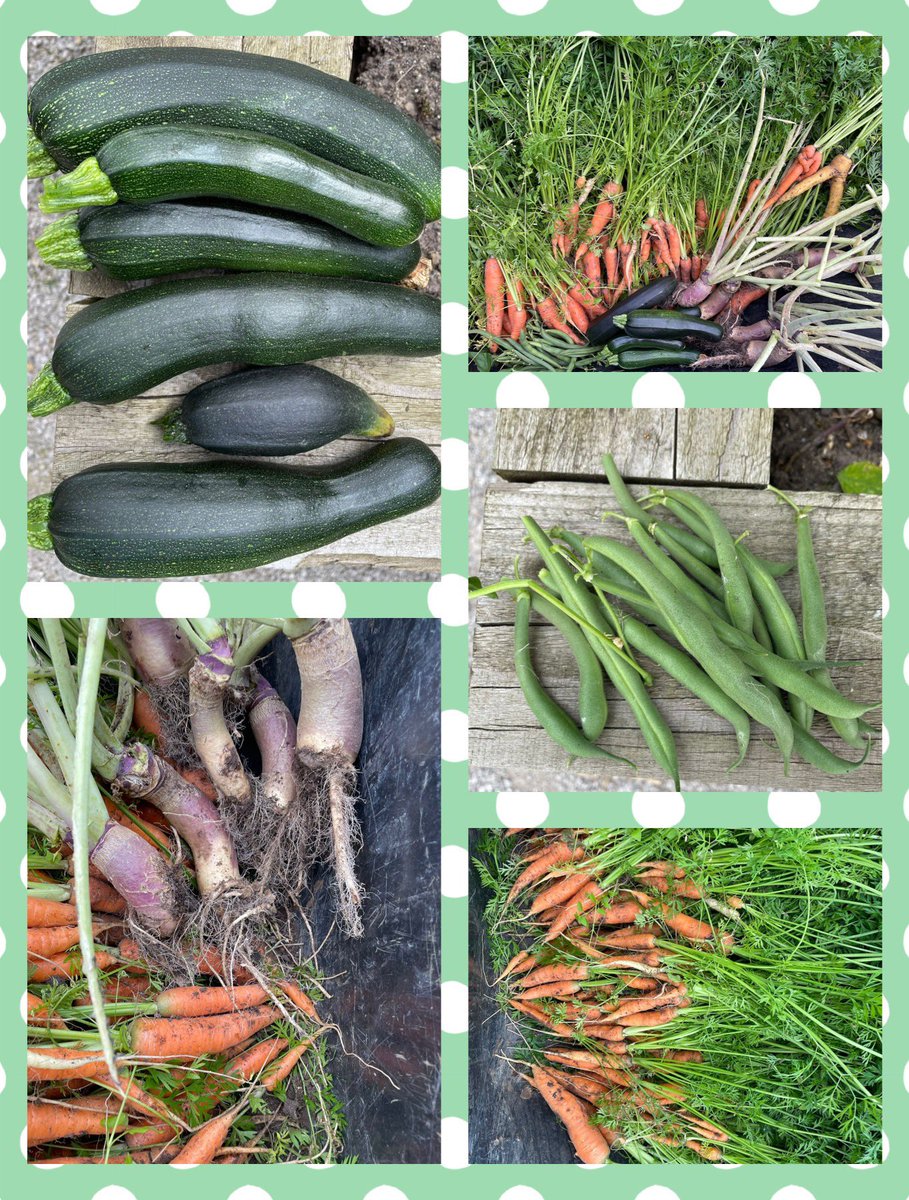 WOW!!! 💚💚💚
Look at all the amazing vegetables that The Flower Patch Kids have grown this year! We are so proud of all the children who took part this year! Well Done to you all! <a href="/MissWalker_KWP/">Miss Walker</a> <a href="/MissClayKWP/">MissClayKWP</a> <a href="/KingswoodParksP/">Kingswood Parks Primary School</a> @RHSSchools