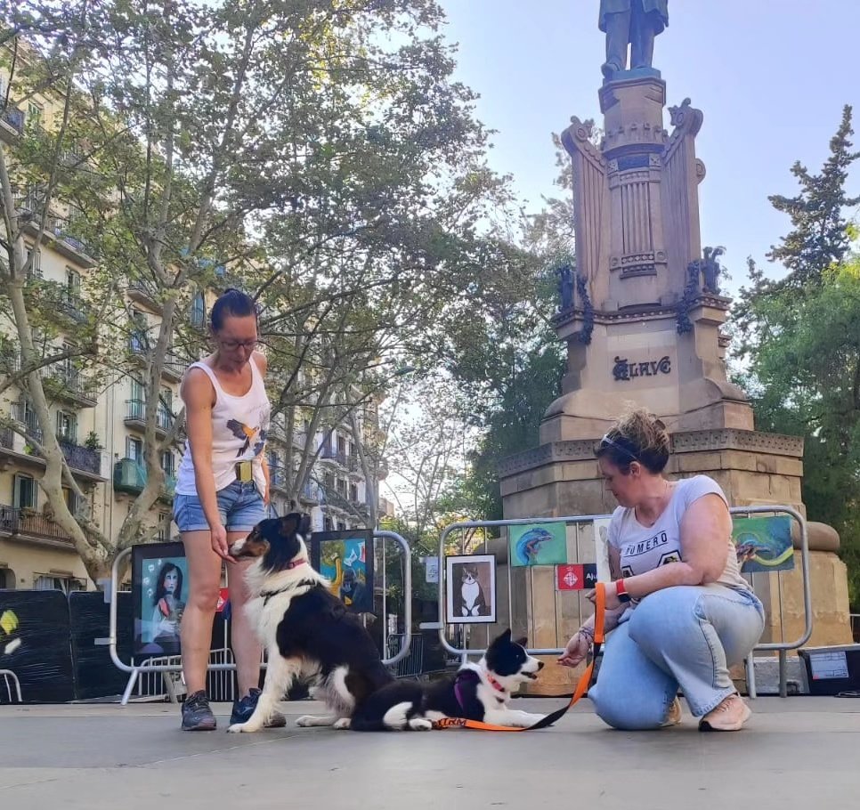 Festes del Animals tweet media