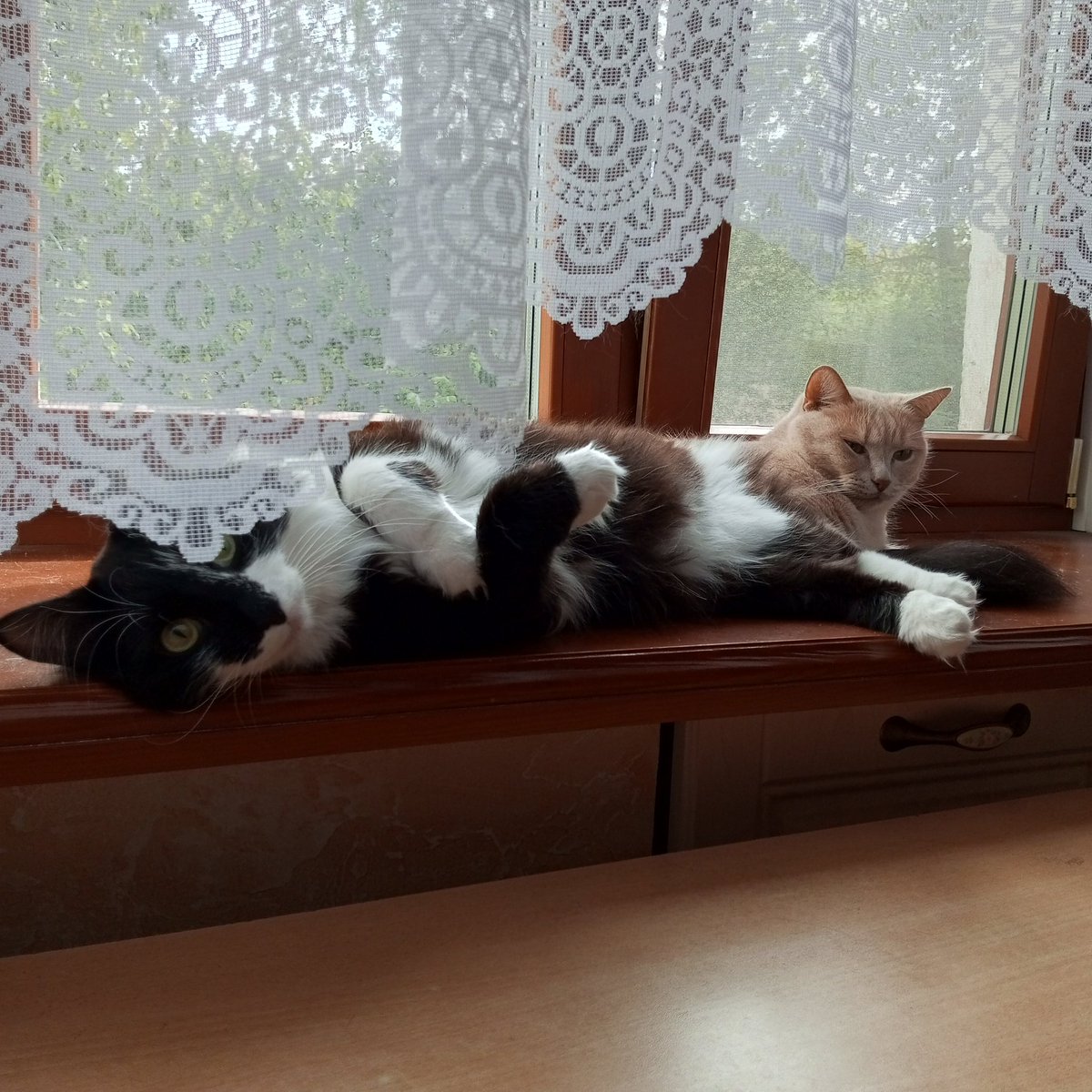 maltysel 🐈🐈‍⬛ tweet media