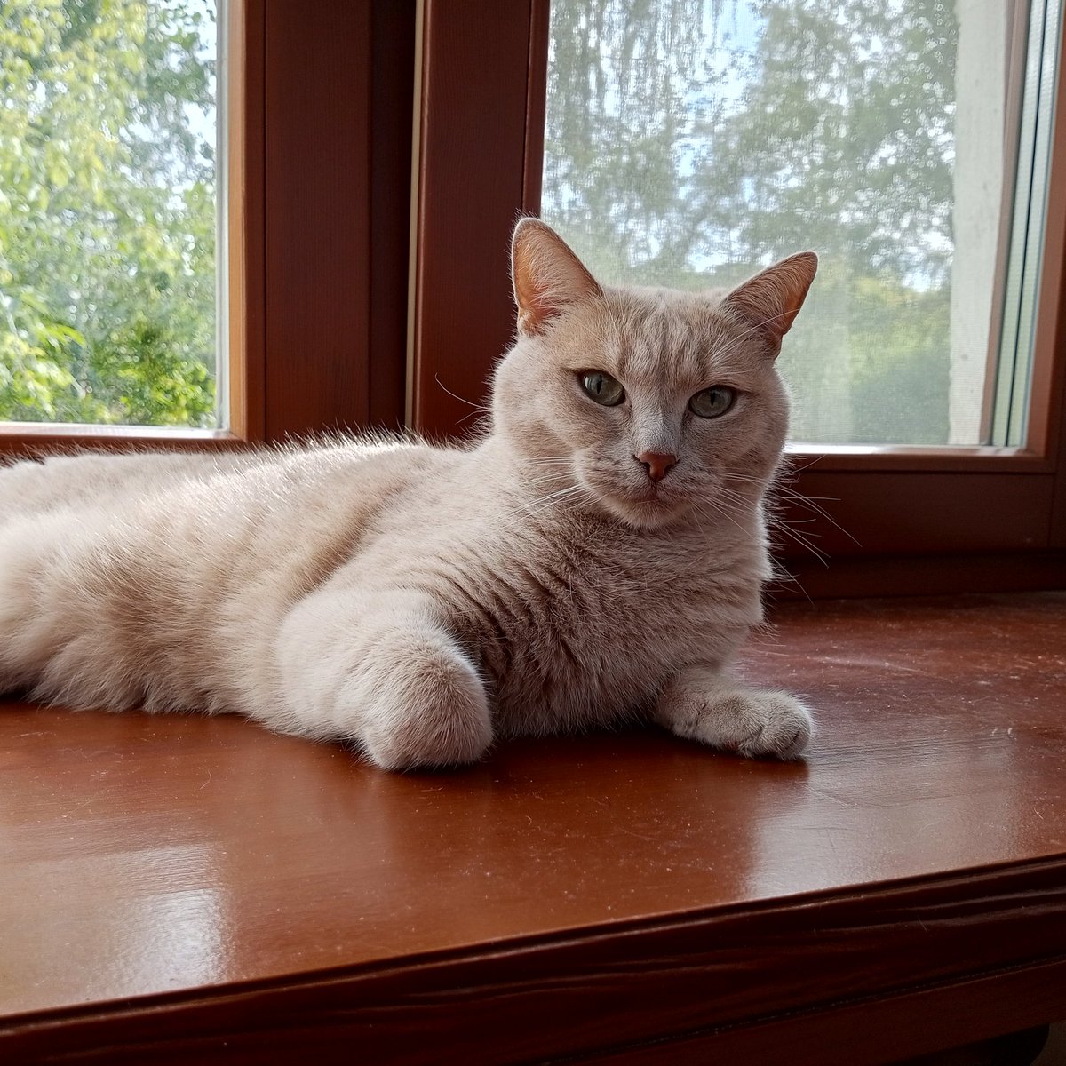 maltysel 🐈🐈‍⬛ tweet media