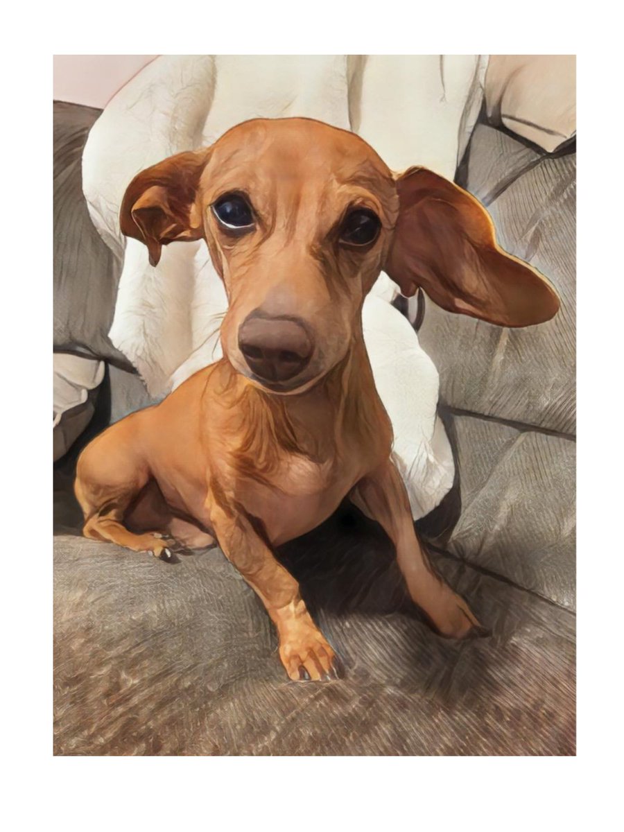 Sausage Inu tweet media