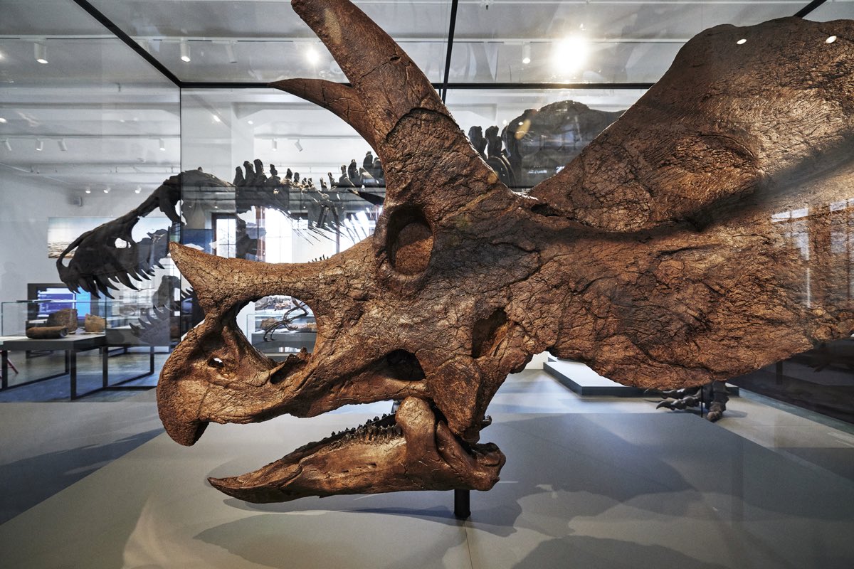The most famous rivalry in prehistory. Tyrannosaurus rex and Triceratops…