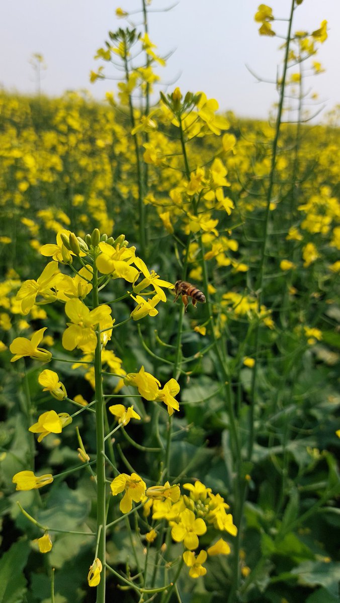 ParlamentoAgro's tweet photo. La agricultura es totalmente compatible y amigable con los insectos benéficos. La gran mayoría de los agricultores son responsables a la hora de aplicar defensivos agrícolas para no perjudicar a las abejas. Canola en flor. Gentileza Samuel Rojas. https://t.co/5NMVeP0QgB