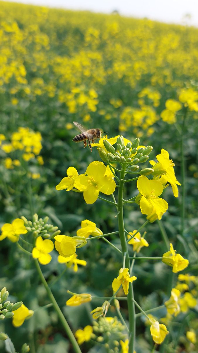 ParlamentoAgro's tweet photo. La agricultura es totalmente compatible y amigable con los insectos benéficos. La gran mayoría de los agricultores son responsables a la hora de aplicar defensivos agrícolas para no perjudicar a las abejas. Canola en flor. Gentileza Samuel Rojas. https://t.co/5NMVeP0QgB