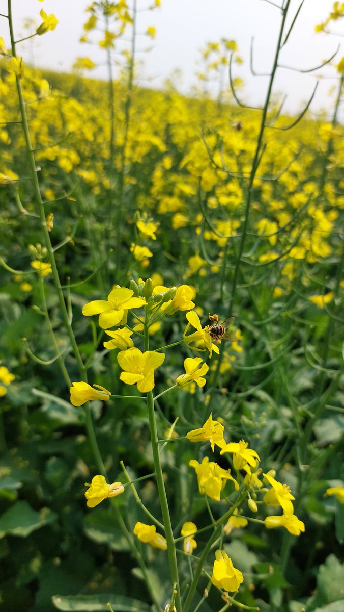 ParlamentoAgro's tweet photo. La agricultura es totalmente compatible y amigable con los insectos benéficos. La gran mayoría de los agricultores son responsables a la hora de aplicar defensivos agrícolas para no perjudicar a las abejas. Canola en flor. Gentileza Samuel Rojas. https://t.co/5NMVeP0QgB