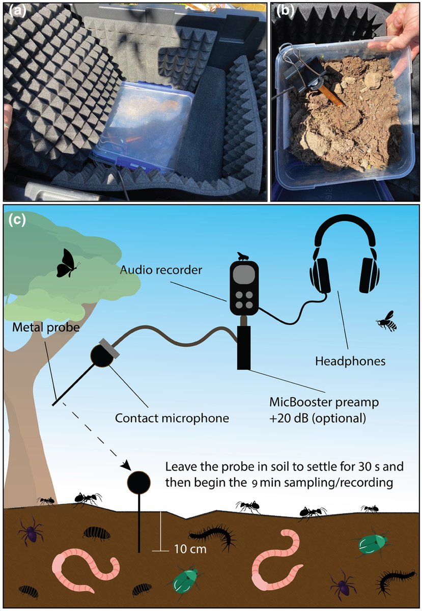 Sounds of the underground reflect soil biodiversity dynamics across a grassy woodland restoration chronosequence 🔊

Supports that ecoacoustics can help monitor soil biodiversity in different forest restoration contexts 🌱

🔗 doi.org/10.1111/1365-2…