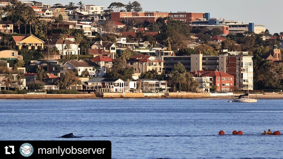 Entangled humpback whale in #Sydney Harbour, 22/08/24

An individual humpback #whale entangled in fishing line entered the harbour this afternoon. Efforts to disentangle the individual were unsuccessful, however, a GPS tracker was deployed to enable the team to relocate tmrw.