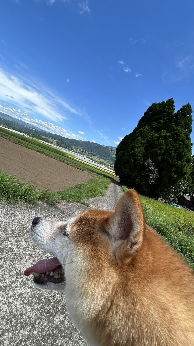 MINAMIASOBASE's tweet photo. トトロと柴犬
#トトロ
#柴犬 https://t.co/UadLTjkh05