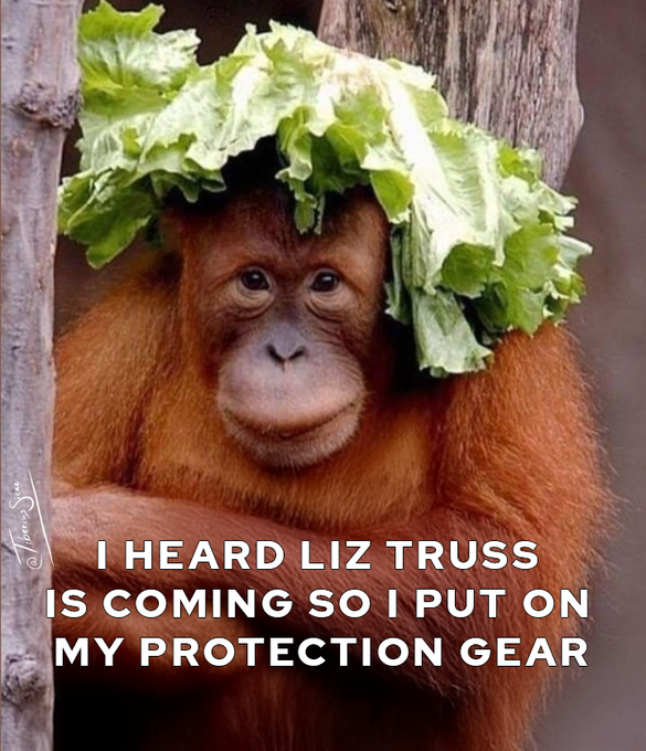 Liz Truss has announced she will be visiting an orangutan reserve. They've started preparing hoping her<a href="/tag/seagullis"class="tags"><span>#seagullis</span></a>