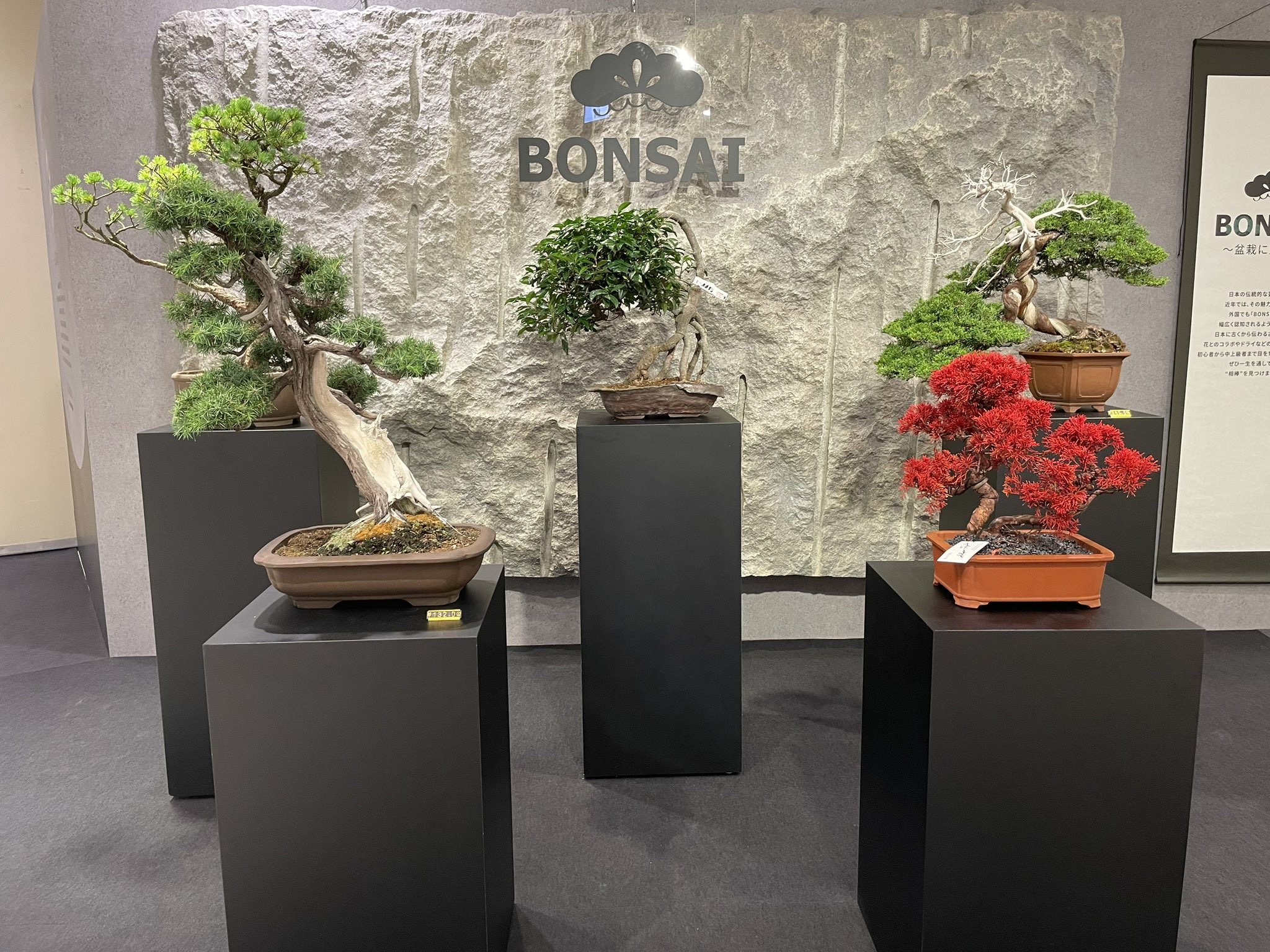 まま❀立春大吉日❀7龍様とマーメイドの願い叶い❀ 今週の展示 This Week's Exhibition 風知草 Japanese Forest