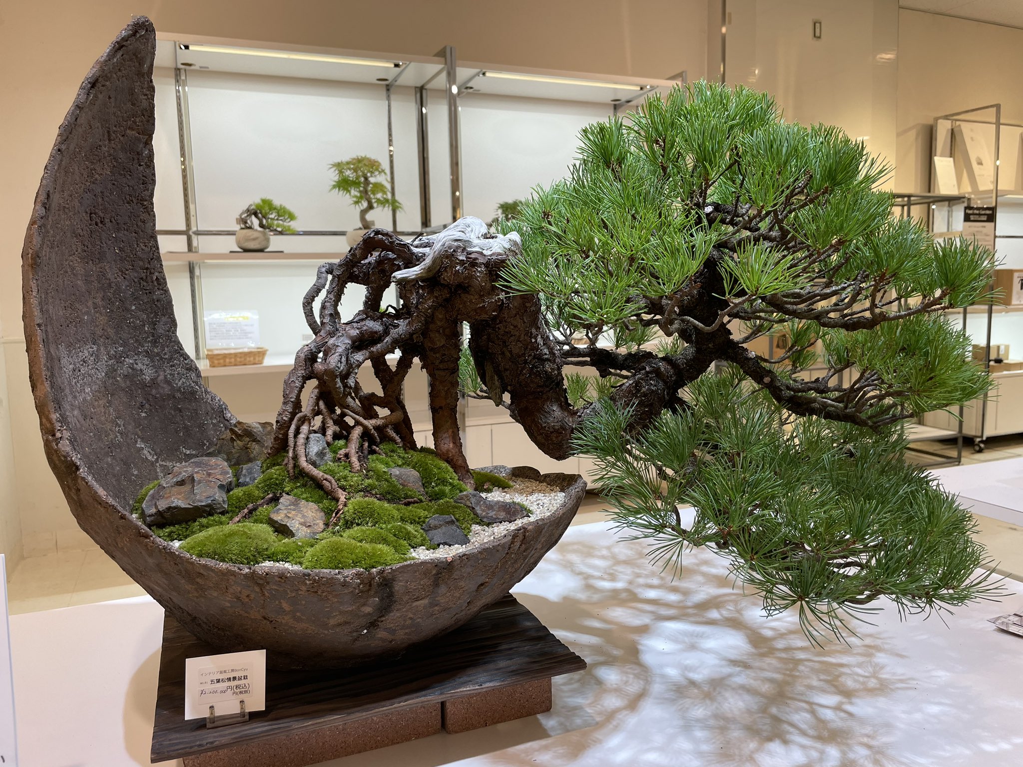 楽天市場】盆栽 杉 樹高 約12cm すぎ Cryptomeria japonica スギ