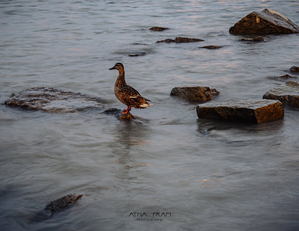 atna_fram's tweet image. #HelloHappy #PhotographyIsArt #canonphotography #photomania #PHOTOS #Budapest #BIRDS #WaterIsLife