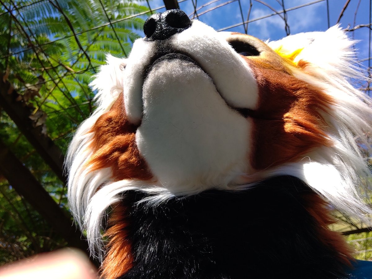 RedCatbearThing's tweet photo. https://t.co/UJJYjDhoeY