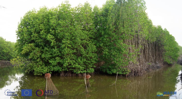 Conan Herve (@conan_herve) on Twitter photo #Vietnam #TeamEurope is mobilized to fight against #coastalerosion in #CaMau province in south of #MekongDelta: signing of a financing agreement €19M loan <a href="/AFD_en/">AFD_en 🇫🇷 🇪🇺</a> and €3.8M grant from <a href="/EU_Partnerships/">EU International Partnerships 🇪🇺</a> with <a href="/VGovernment/">Vietnam Government</a> : infrastructure, #mangrove #reforestation and TA #WARM #Vietnam #TeamEurope is mobilized to fight against #coastalerosion in #CaMau province in south of #MekongDelta: signing of a financing agreement €19M loan <a href="/AFD_en/">AFD_en 🇫🇷 🇪🇺</a> and €3.8M grant from <a href="/EU_Partnerships/">EU International Partnerships 🇪🇺</a> with <a href="/VGovernment/">Vietnam Government</a> : infrastructure, #mangrove #reforestation and TA #WARM