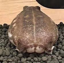 bassel_amin's tweet photo. GYATTT Challenge : 

🕯️ The Holy Frog Father 🕯️ 
$HFF @holyfrog_onSol

Vs 
🕯️ @IGGYAZALEA $Mother  🕯️ https://t.co/2HLIHGRmGs